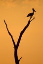 Pelican silhouette Royalty Free Stock Photo