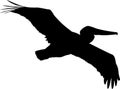 Pelican silhouette in black isolated on white background Royalty Free Stock Photo