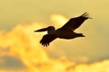 Pelican silhouette Royalty Free Stock Photo