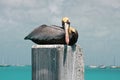 Pelican sitting