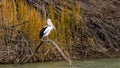 A pelican sitting on a branch above the River Murray Renmark South Australia on 22 June 2020 Royalty Free Stock Photo