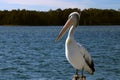 Pelican sitting calmly on pole Royalty Free Stock Photo