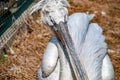 Pelican sitting on the ground Royalty Free Stock Photo