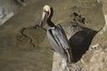 Pelican sitting on the rocks Royalty Free Stock Photo