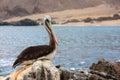 Pelican sitting on the rocks Royalty Free Stock Photo