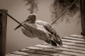 Pelican, sitting on the rope