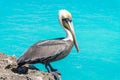 Pelican sitting on the sea cliff