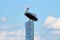 Pelican Sitting On A Warning Sign In Ponce Inlet Florida Royalty Free Stock Photo