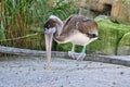 pelican sitting on a wooden beam