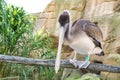 pelican sitting on a wooden beam