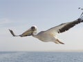 Pelican in the sky Royalty Free Stock Photo