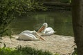 Pelican sleeping Royalty Free Stock Photo