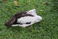 A pelican sleeping Royalty Free Stock Photo