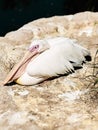 Pelican Sleeping Royalty Free Stock Photo