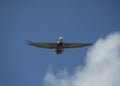 Pelican with spread wings