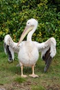 Pelican spreading wings