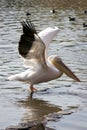 Pelican Spreading wings