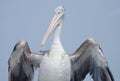 Pelican Spreading it Wings