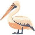 Pelican standing on claw beak open