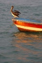 Pelican standing on a fisher boat, Peru