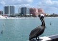 Pelican standing in front of tall buildings in Clearwater beach