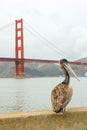 Pelican standing with Golden Gate bridge in background. Royalty Free Stock Photo