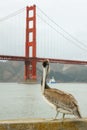 Pelican standing with Golden Gate bridge in background. Royalty Free Stock Photo