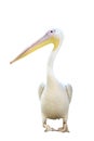 Pelican standing isolated