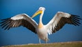 A pelican standing with its wings extended, blue background.