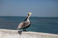 A pelican is standing near sea