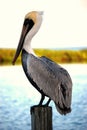 Pelican standing on a piling. Royalty Free Stock Photo