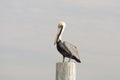 Pelican Standing on a Piling Royalty Free Stock Photo