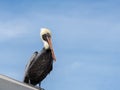 Pelican standing on roof with blue sky