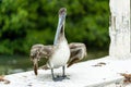 Pelican standing on the side of a bridge