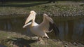 Pelican stands with outstretched feathers Royalty Free Stock Photo
