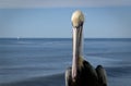 Pelican stare. Royalty Free Stock Photo