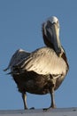 Pelican Stare 2 Royalty Free Stock Photo