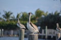 Pelican Stare Royalty Free Stock Photo