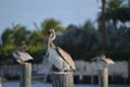 Pelican Stare Royalty Free Stock Photo