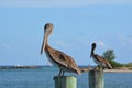 Pelican Stare Royalty Free Stock Photo