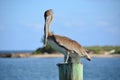 Pelican Stare Royalty Free Stock Photo