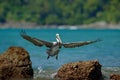 Pelican starting from the blue ocean, splashing the water in nature habitat, Costa Rica. Wildlife scene from ocean. Brown bird in