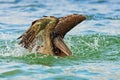 Pelican starting in the blue water. Brown Pelican splashing in water. bird in the dark water, nature habitat, Florida, USA.