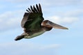 Pelican starting in the blue water. Brown Pelican splashing in water. bird in the dark water, nature habitat, Florida, USA. Wildli