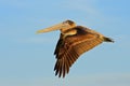 Pelican starting in the blue water. Brown Pelican splashing in water. bird in the dark water, nature habitat, Florida, USA. Wildli