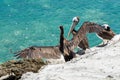 A pelican stretching its wings in the bay of Juan Lopez, near the city of Antofagasta Chile Royalty Free Stock Photo