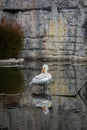 Pelican is stretching its wings out across the water in a majestic display Royalty Free Stock Photo