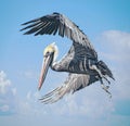 A pelican strikes an agressive pose while scaring a great egret away from a piling Royalty Free Stock Photo