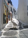 Pelican stroll. Mykonos, Greece Royalty Free Stock Photo