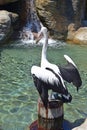 Pelican sunbathing on a wooden platform looking at a little waterfall Royalty Free Stock Photo